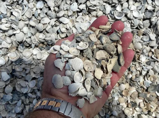 Crushed Sea Shells for sale at PAW Materials